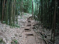 bamboo forest near the Manoa Falls